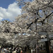 満開の桜