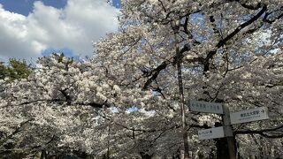 今年は遅め、4月6日、7日の週末、桜が満開でした。