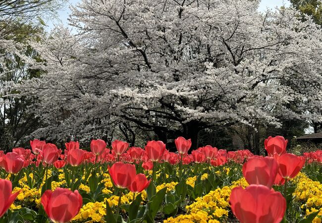 チューリップと桜が同時に咲いていました。レストランでランチしました。