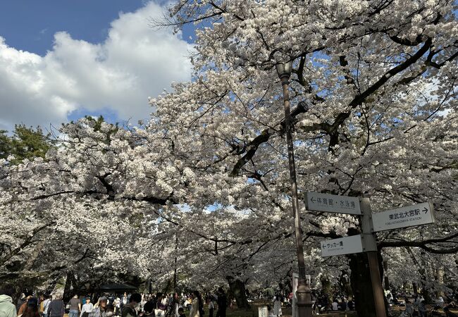 今年は遅め、4月6日、7日の週末、桜が満開でした。