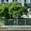 4月上旬、大宮操の桜は既に葉桜でした。