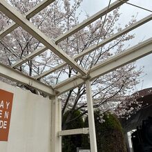 JR東日本・大宮総合車両センター横のSL展示の桜