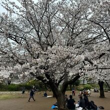 2024年春のお花見