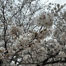 浜町公園の桜