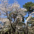 昨日の強い風雨後の大宮公園の桜　2024/04/10