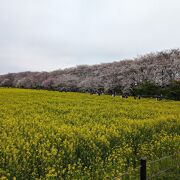 遠いけど毎年行きたい場所