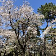 昨日の強い風雨後の大宮公園の桜　2024/04/10