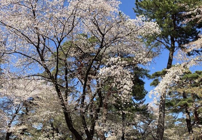 昨日の強い風雨後の大宮公園の桜　2024/04/10