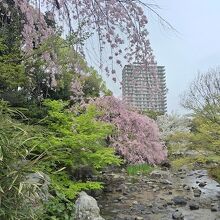 白鳥庭園