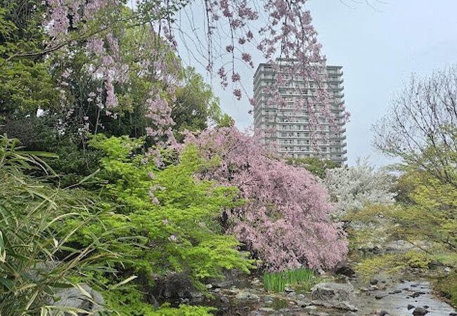 白鳥庭園