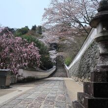 桜の時期はサイコーに美しい