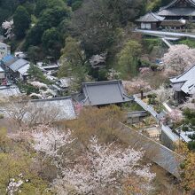 全山桜に埋まったようです