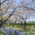 花筏が美しい五条川