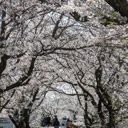 桜のトンネルを行くような感覚が楽しめます