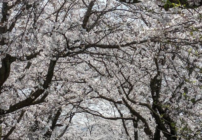 桜のトンネルを行くような感覚が楽しめます