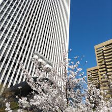アークヒルズと桜　４月７日撮影