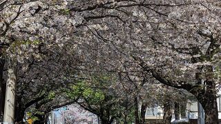 常盤平桜並木