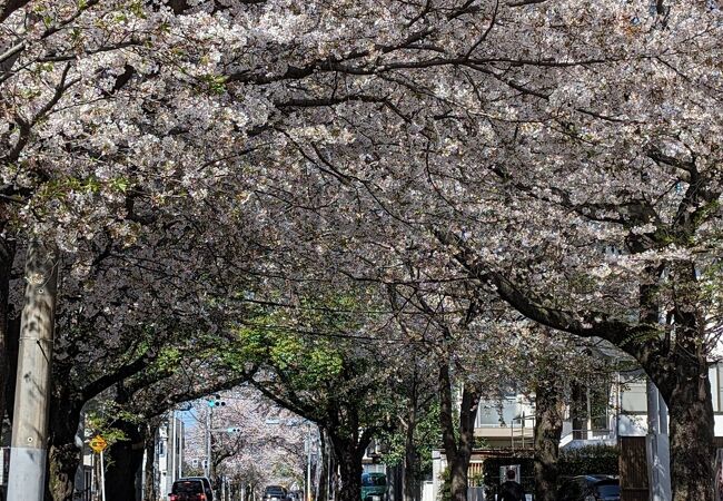 常盤平桜並木