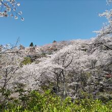 正福寺山公園