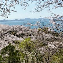 桜の花の間からみる瀬戸の景色。