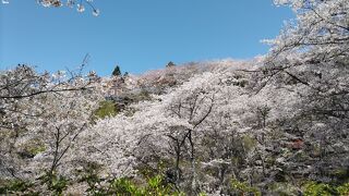 満開の桜が、瀬戸の青い海に映えて素晴らしい！　