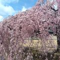 主が居なくなっても健気に咲く「石橋屋の桜」