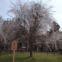 親王桜