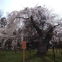 御所桜