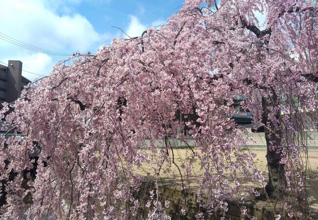 石橋屋の桜