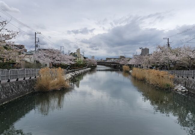 新川千本桜