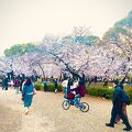 【鶴舞公園】お花見に