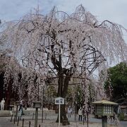 京都市内で最も古い建物と枝垂れ桜が有名な寺院