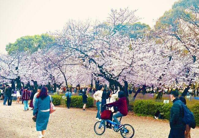 【鶴舞公園】お花見に