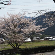 満開の桜です。