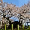日本一長生きの桜を見に行った