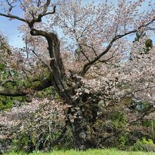 光厳寺のヤマザクラ