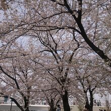 山下公園の桜