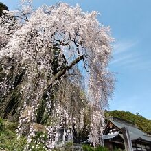 枝垂れ桜