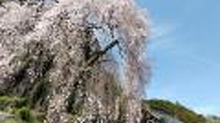 枝垂れ桜の名所