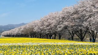 桜と水仙のコラボ