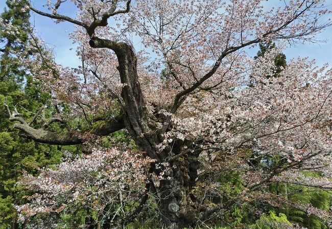 光厳寺のヤマザクラ