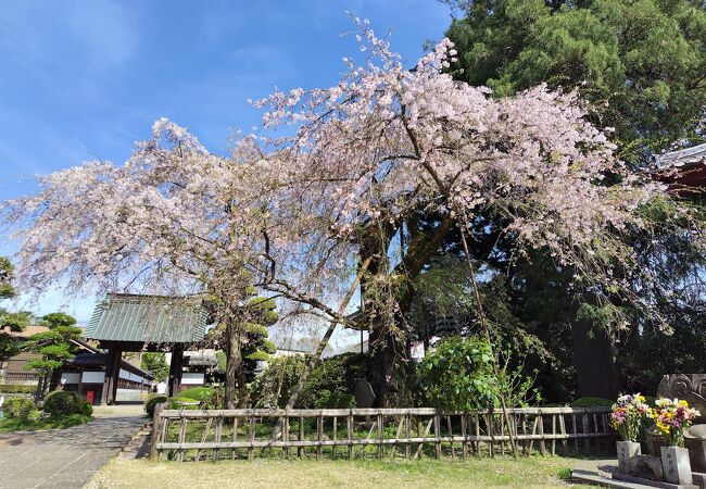 青梅山金剛寺