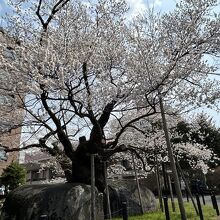 樹齢360年を越える桜