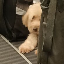 斜め前の座席下に座っている犬。３時間静かにしてお利口さん