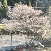 敷地内の桜