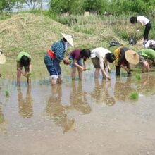 水郷トンボ公園の一角で、昔ながらの田植作業体験