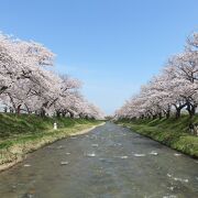 桜の季節にしか見れない　カルテット