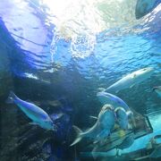 日本で一番歴史ある　水族館