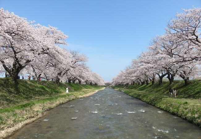 桜の季節にしか見れない　カルテット