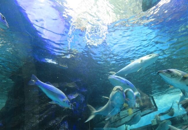 魚津水族館